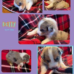 Dottie - Blue merle female Australian Shepherd puppy in Fort Lauderdale, Florida from Burning Heart Aussies
