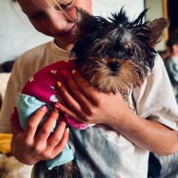 Daisy - Black and gold female Yorkshire Terrier puppy in Wileyville, West Virginia from Hunting Hills Petit Luxe Babydolls