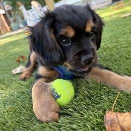 Cavapoo Puppies from Panda Puppies