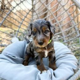 Mulan - Blue merle female Bernedoodle puppy in Wamego, Kansas from Doodles of Oz
