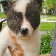 Sporty Mix Puppies from Eternal Symmetry