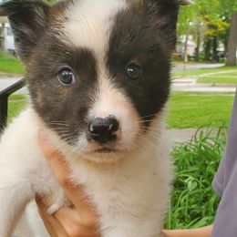Sporty Mix Puppies from Eternal Symmetry
