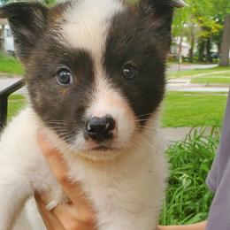 Sporty Mix Puppies from Eternal Symmetry