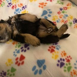 Schnoodle Puppies from Noodle Tings Puppies