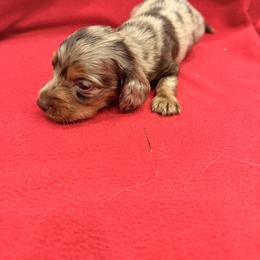 Oliver - Dapple male Dachshund puppy in Gaston, Indiana from Sunshine’s Dachshunds