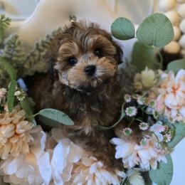 Versace - Red male Maltipoo puppy in Washington from Mt.BakerPoodles&Doodles