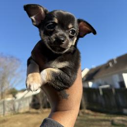 Bear - Black and tan male Chihuahua puppy in Charlotte, North Carolina from Lawinski’s Chihuahua World