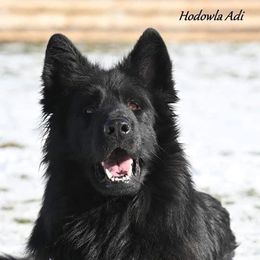 Frugo - German Shepherd