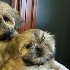 Mal-Shis and Maltese from Maltese Madness by Shannon Smith