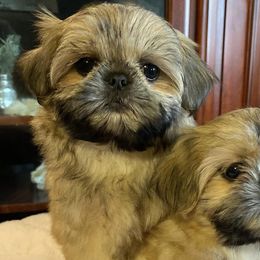 Mal-Shis and Maltese from Maltese Madness by Shannon Smith