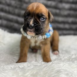 Bo - Fawn male Boxer puppy in Russellville, Missouri from Soaring Royalty Canines LLC