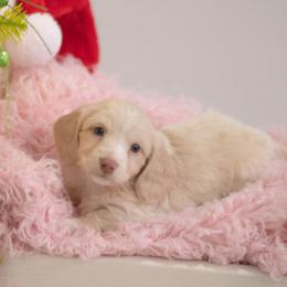 Boy 4 - Cream male Dachshund puppy in Knox City, Missouri from Brittney's Dachshunds