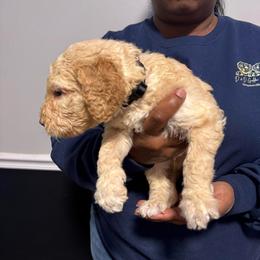 Romeo - Cream male Goldendoodle puppy in Simpsonville, South Carolina from D & D Golden Doodles, LLC