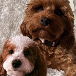 Cavapoo puppies from 406Doodles