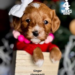 Joy - Red female Double Doodle puppy in Orange, Texas from Walk with Me Doodles