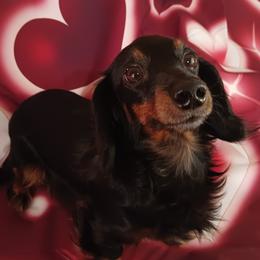 Penelope - Dachshund