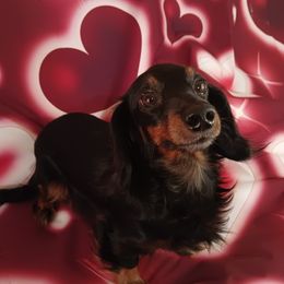 Penelope - Dachshund