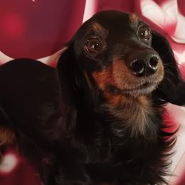 Penelope - Dachshund