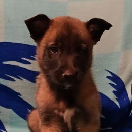 Skys Red - Mahogany male Belgian Malinois puppy in Berry, Alabama from North River k9