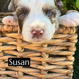 Susan - Red merle female Aussiedoodle puppy in Bakersfield, California from Annie's Aussies