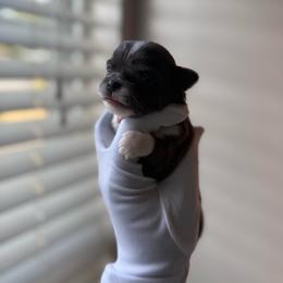 Star - Silver and white female Chihuahua puppy in Charlotte, North Carolina from Lawinski’s Chihuahua World