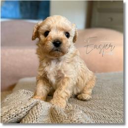 Easter - Cream male Yorkipoo puppy in Dothan, Alabama from Emerald City Poodles & Doodles