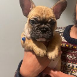 French Bulldog Puppies from Alpha Coast Kennels