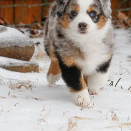 Miniature American Shepherd Puppies from Stones River Mini American Shepherds