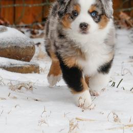 Miniature American Shepherd Puppies from Stones River Mini American Shepherds