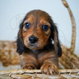 Sport - Red male Dachshund puppy in Temecula, California from Naomi Magee's Dachshund Kennel
