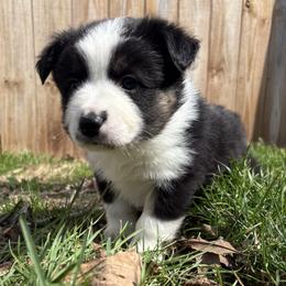 Jim - Black tri male Miniature Australian Shepherd puppy in Bethany, Illinois from Rachel at Marrowbone Creek Aussies