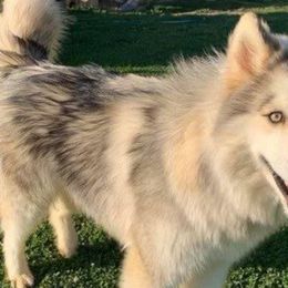 Scout - Siberian Husky