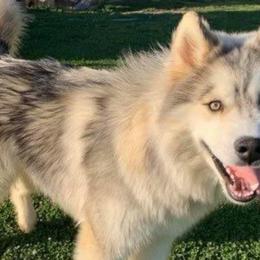 Scout - Siberian Husky