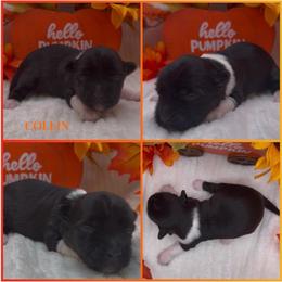 Collin - AKC - Black and white male Havanese puppy in Verden, Oklahoma from Holcombs Puppy Ranch
