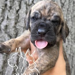 Mojo - Brindle female Great Dane puppy in Michigan from Ohana Great Danes of Michigan
