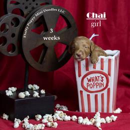 Chai BLUE COLLAR girl 3500 - Red  female Goldendoodle puppy in Corona, California from Fluffy Puppy Mini Doodles LLC