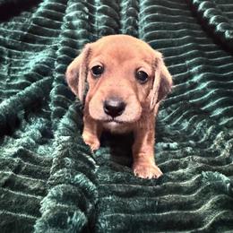 Mr Blue - Red male Dachshund puppy in Casa Grande, Arizona from Furever Doxie Paws