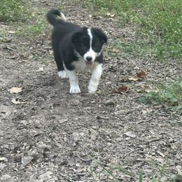 Jester - Black and white male Border Collie puppy in Jonesboro, Arkansas from Hampton Border Collies
