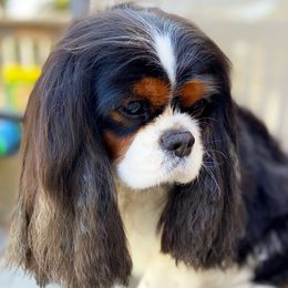 Primrose - Cavalier King Charles Spaniel