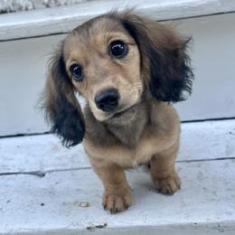 Rosie - Shaded Cream Girl - Cream female Dachshund puppy in Lansing, Michigan from Swedoxies