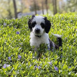 Goldendoodle Puppies from Patriot Puppies