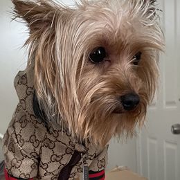 Polo - Yorkshire Terrier