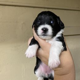Aussiedoodle Puppies from Arizona Lane Doodles