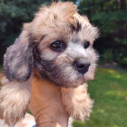 Girl 1 - Mustard female Dandie Dinmont Terrier puppy in Greenwood, South Carolina from Altpalme Dandie Dinmont Terriers