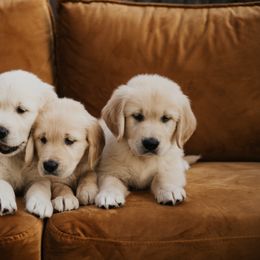 Golden Retriever Puppies from Rosemary Goldens