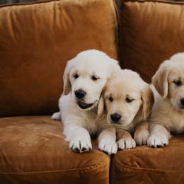 Golden Retriever Puppies from Rosemary Goldens