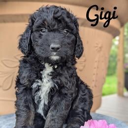 Gigi - Tri-color female Bernedoodle puppy in Lancaster, Minnesota from Richardville Hunde