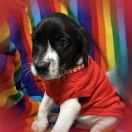 Red collar available - Black and white male German Shorthaired Pointer puppy in Hardeman County, Tennessee from Howell Farm GSP