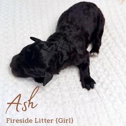 Ash - Black female Goldendoodle puppy in Livermore, Colorado from Heritage Hills Family Doodles