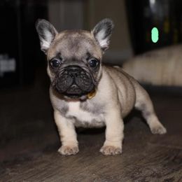 French Bulldog Puppies from Divine Kennels